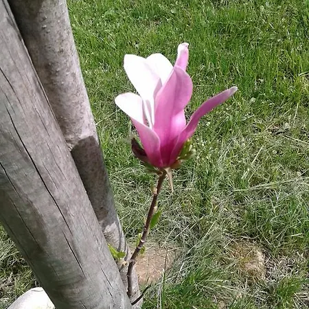 住宿加早餐酒店 Anna 3*